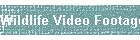 Wildlife Video Footage